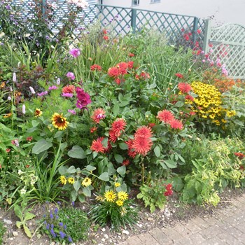 Photo of our WBCH Garden