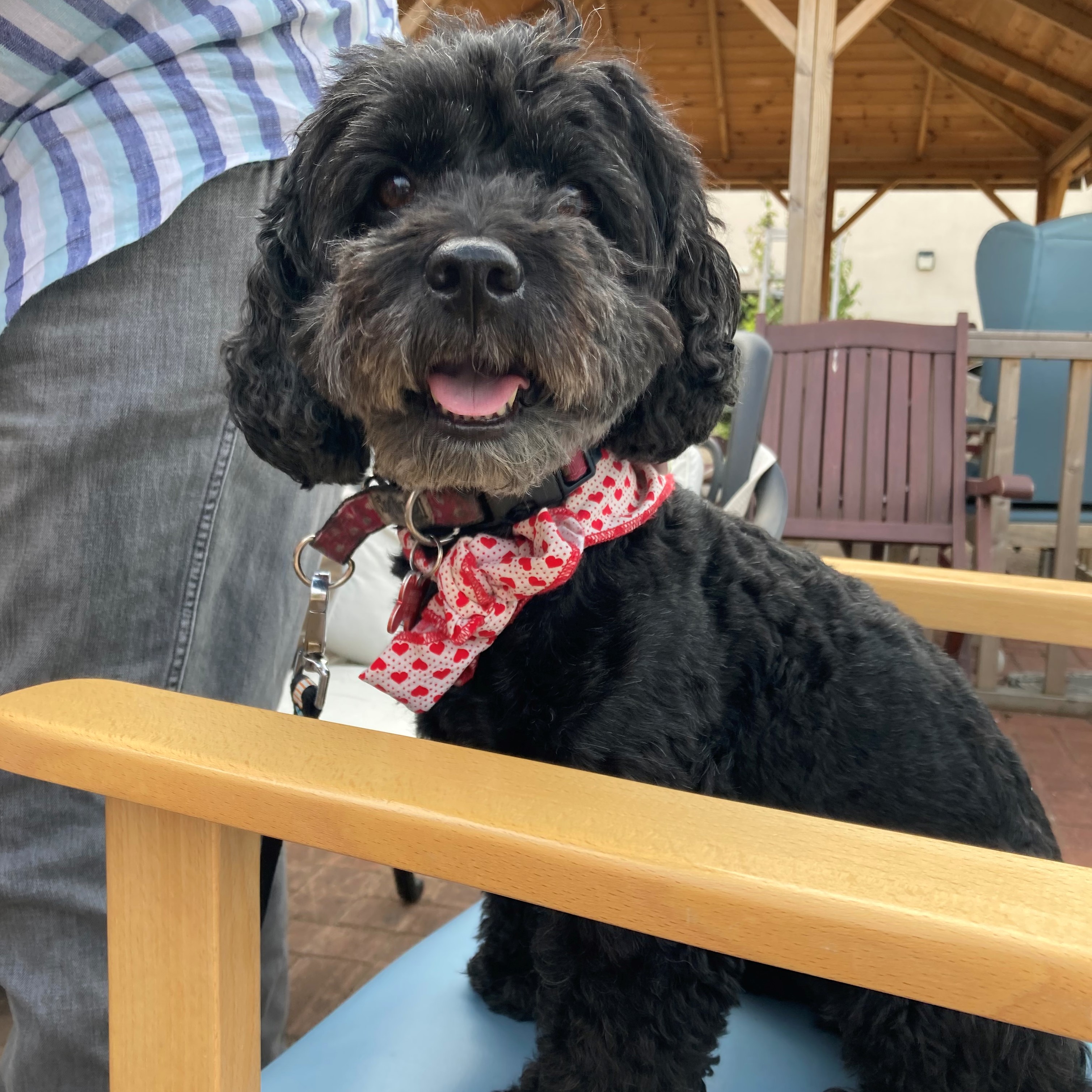 Therapy Dog