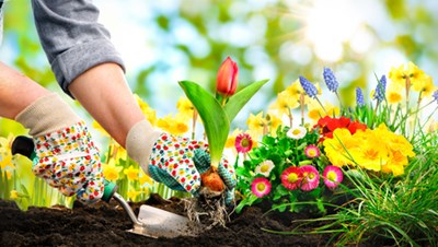 Image of someone gardening