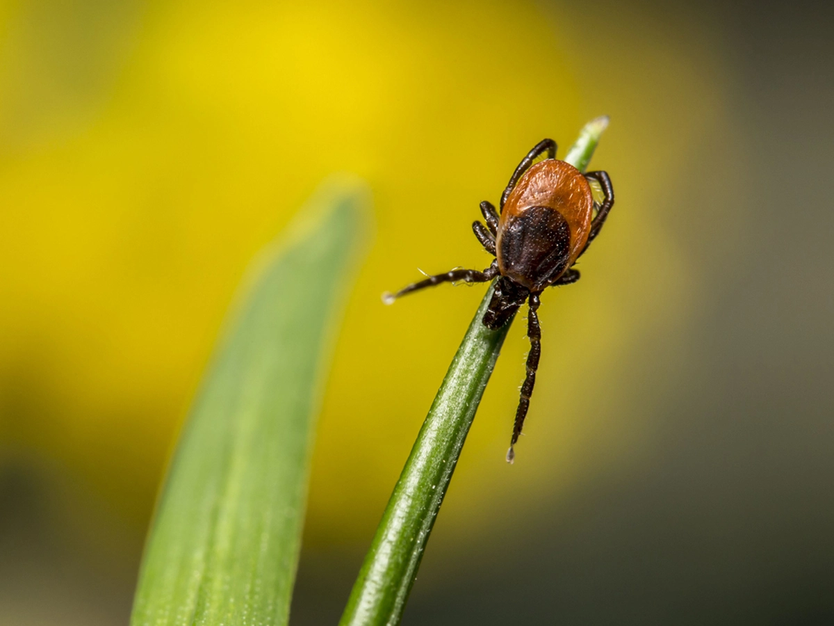 A tick on a blade of grass. The tick has an oval body which is mostly orange-brown and dark brown, and eight legs.