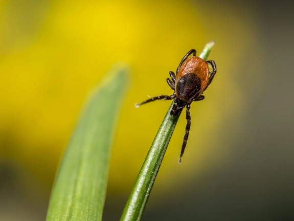 A tick on a blade of grass. The tick has an oval body which is mostly orange-brown and dark brown, and eight legs.