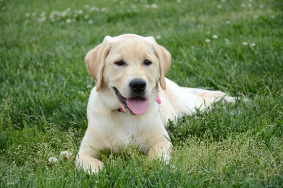 Dog in field