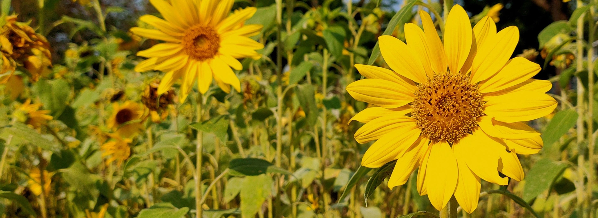 A field of sunflowers